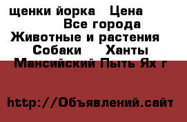 щенки йорка › Цена ­ 15 000 - Все города Животные и растения » Собаки   . Ханты-Мансийский,Пыть-Ях г.